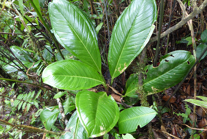 文件:AnthvallenseBD 02.jpg