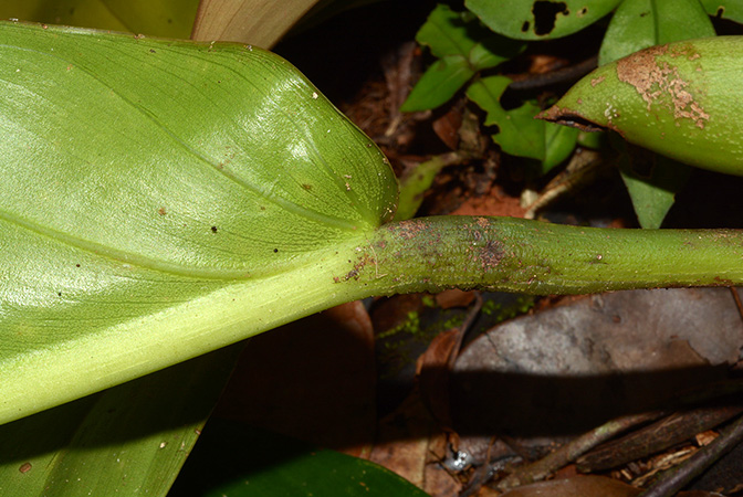 Croat 105842 pictured in Yasuni National Park (Orellana, Ecuador) Image Copyright © 2015 by David Scherberich