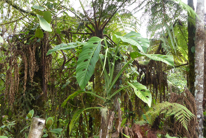 Pictured in La Planada, Nariño (Colombia) Image Copyright © 2018 by Bruce Dunstan