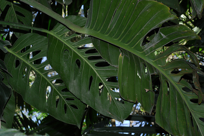 Pictured at the Fairchild Tropical Botanic Garden Image Copyright © 2012 by David Scherberich