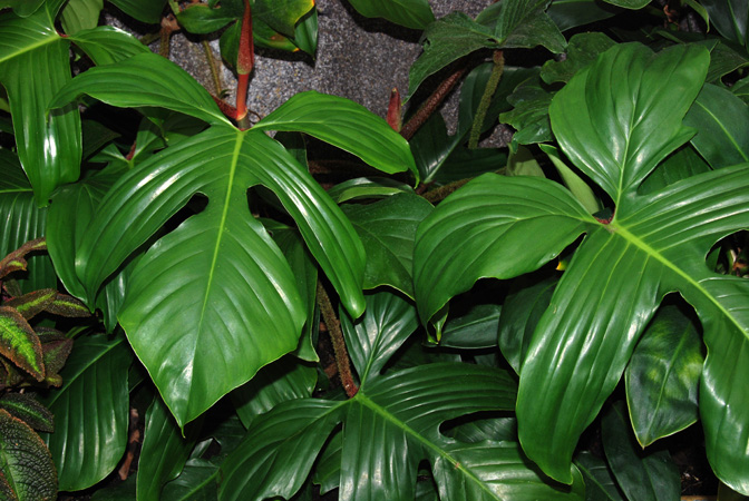 PB03-562 from French Guiana, pictured at the Jardin Botanique de Lyon (France) Image Copyright © 2014 by David Scherberich