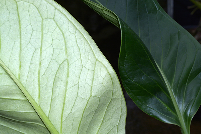 Croat 36601 from Turrialba/Costa Rica, pictured in Royal Botanic Gardens, Kew Image Copyright © 2015 by David Scherberich