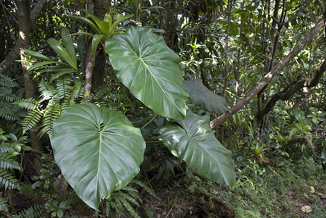 Pictured in Basse-Terre, Guadeloupe Image Copyright © 2007 by David Scherberich