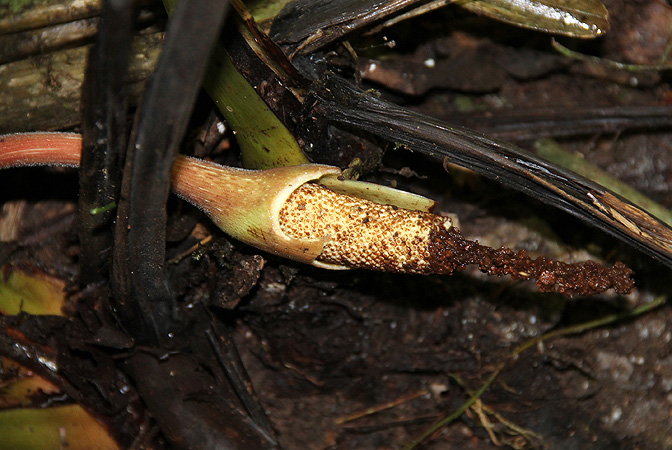 文件:Adelowendlandii 11.jpg
