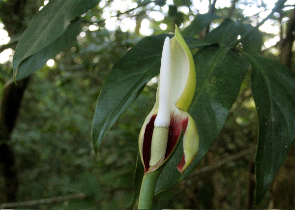 Pictured at about 1400m in Monteverde, Costa Rica Image Copyright © 2007 by Frieda Billiet