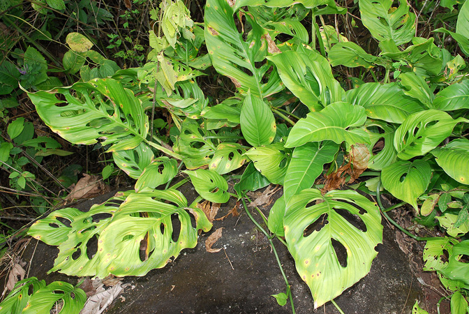 文件:MonsCroat104061 04.jpg