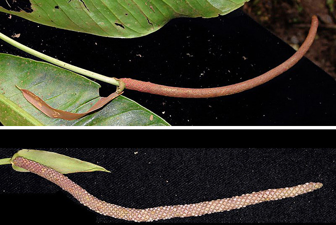 Pictured in Panama Image Copyright © 2011 by Lars Nauheimer