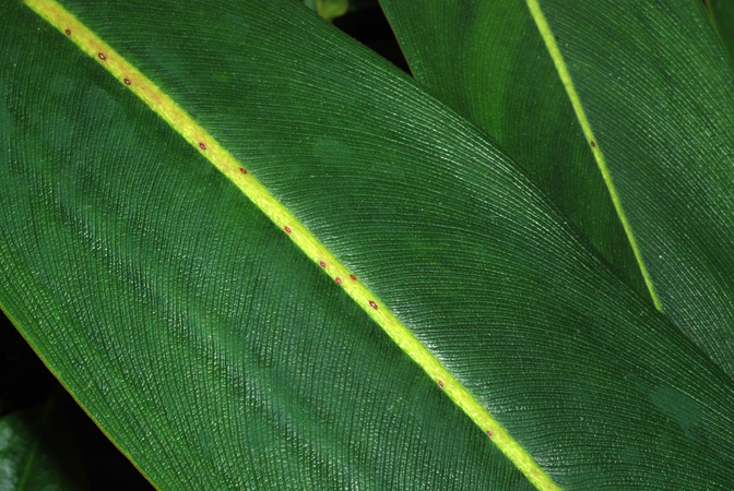 Pictured at the Jardin Botanique de Lyon (France) Image Copyright © 2014 by David Scherberich