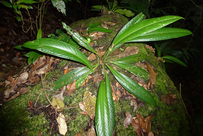 Pictured in Cerro Chucanti, Panama Image Copyright © 2015 by Bruce Dunstan
