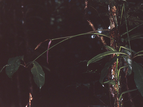 Pictured in French Guiana: Kaw Image Copyright © 2006 by David Scherberich