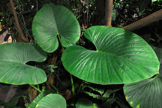 Pictured at the Jardin Botanique du Montet (Nancy, France) Image Copyright © 2014 by David Scherberich