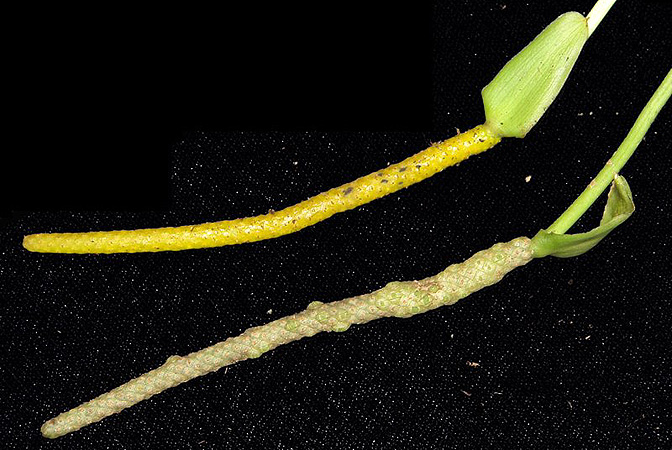 SL190, pictured in Panama Image Copyright © 2011 by Lars Nauheimer