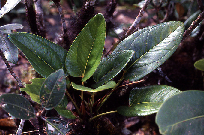 Pictured in Auyan Tepui, Venezuela Image Copyright © 2003 by Damien Septier