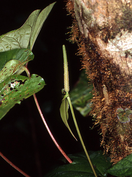 文件:Anthrubrinervium 02.jpg