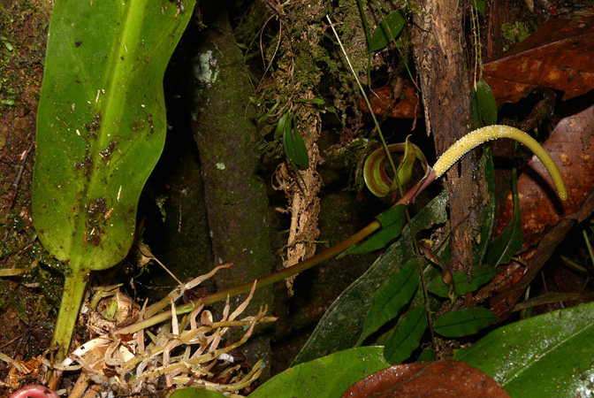 Croat 106054 pictured along Rio Piatua (Napo, Ecuador) Image Copyright © 2015 by David Scherberich