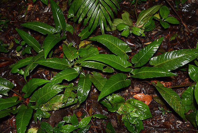 Croat 106095, narrow leafed form, pictured in Timburi Cocha Research Station, Payamino, Orellana/Ecuador Image Copyright © 2015 by David Scherberich