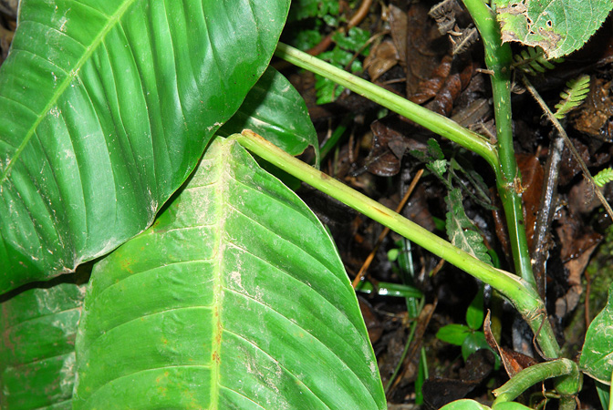 Croat 104196, pictured in Carchi, Ecuador Image Copyright © 2013 by David Scherberich