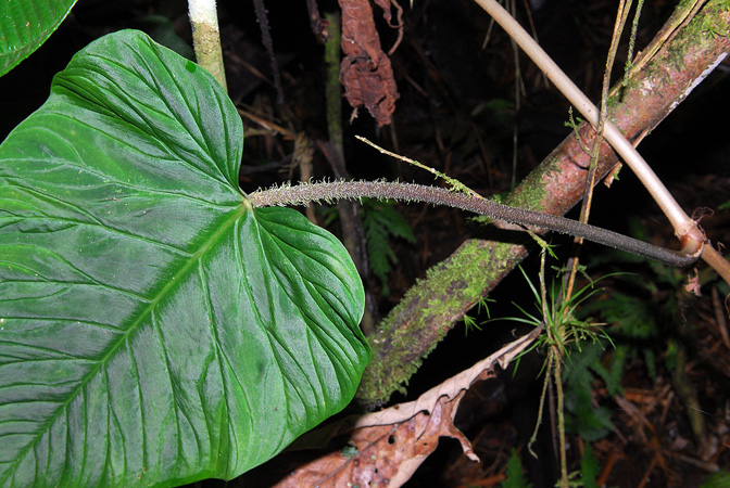 文件:Philoverrucosum 14.jpg