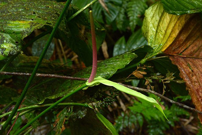 Pictured in Carchi, Ecuador Image Copyright © 2021 by David Scherberich