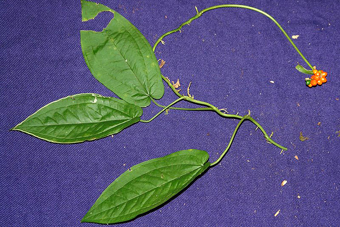 Pictured in Panama Image Copyright © 2011 by Lars Nauheimer