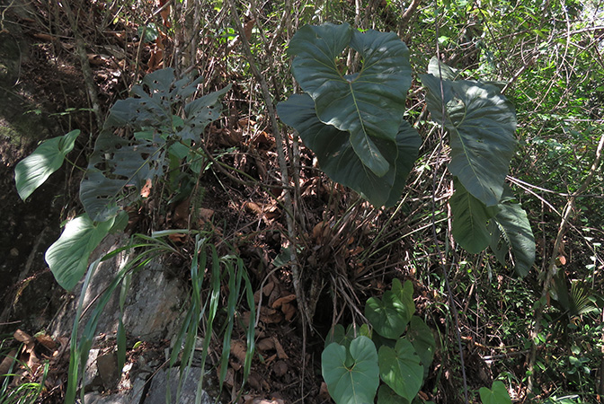 Pictured in Antioquia, Colombia Image Copyright © 2018 by Alistair Hay