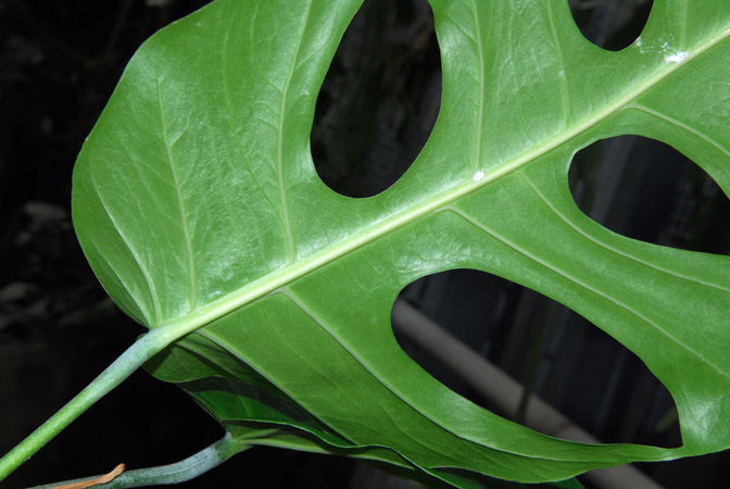 Pictured in Royal Botanic Gardens, Kew Image Copyright © 2012 by David Scherberich