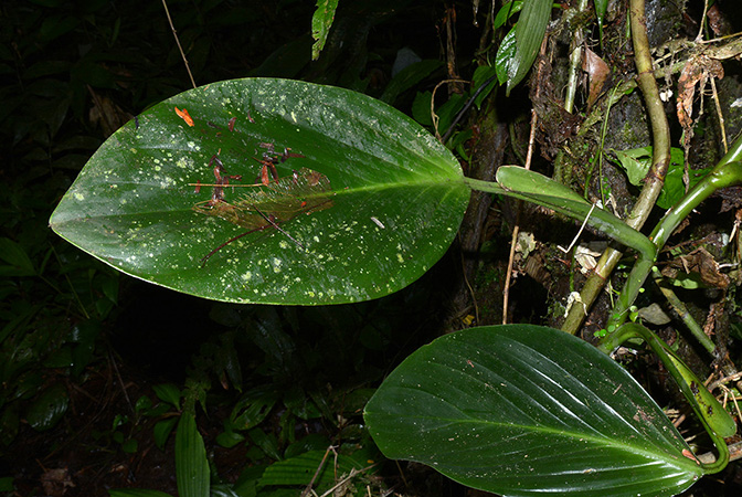 Croat 106128 pictured in Timburi Cocha Research Station (Orellana, Ecuador) Image Copyright © 2015 by David Scherberich