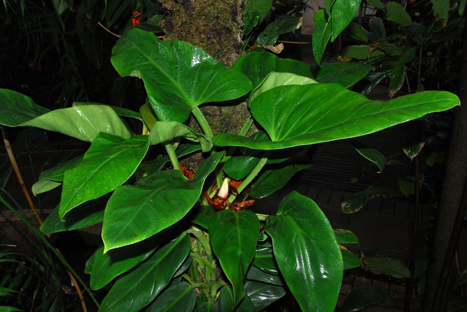 From French Guiana, pictured at the Jardin Botanique du Montet (Nancy, France) Image Copyright © 2013 by David Scherberich