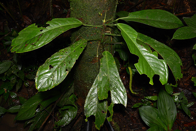 Croat 106090 pictured in Timburi Cocha Research Station (Orellana, Ecuador) Image Copyright © 2015 by David Scherberich