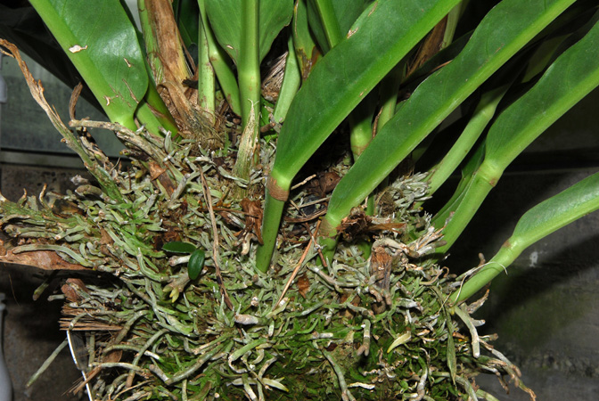 Pictured at the Botanischer Garten Wilhelma (Stuttgart, Germany) Image Copyright © 2013 by David Scherberich