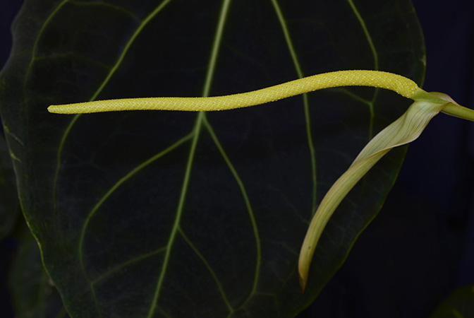 Image Copyright © 2020 by Fred Muller