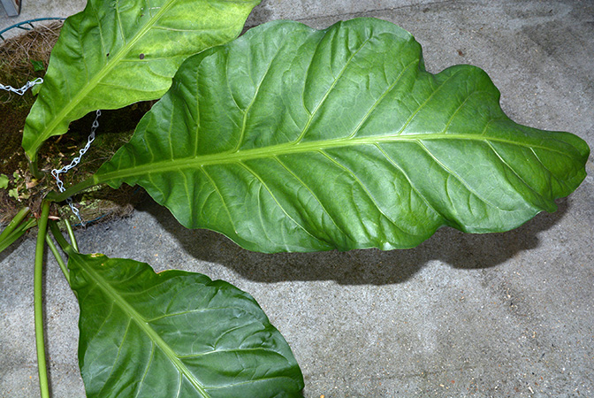 roat 42092 from Ahuachapán/El Salvador, pictured in Royal Botanic Gardens, Kew Image Copyright © 2015 by David Scherberich