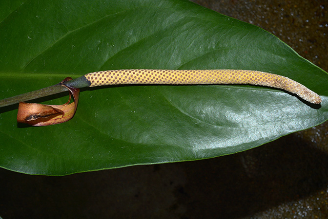 Mayo 1 from Rio de Janeiro, pictured in Royal Botanic Gardens, Kew Image Copyright © 2015 by David Scherberich