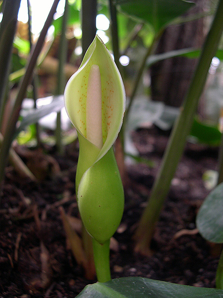 文件:Philo950179 03.jpg