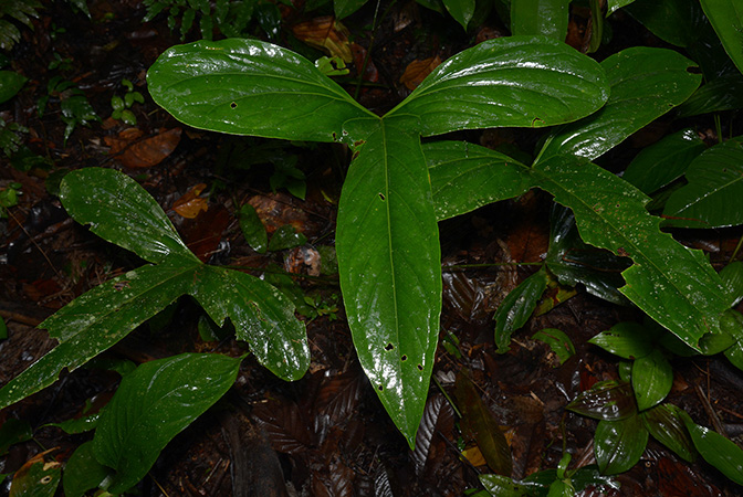 Croat 106094 pictured in Timburi Cocha Research Station (Orellana, Ecuador) Image Copyright © 2015 by David Scherberich