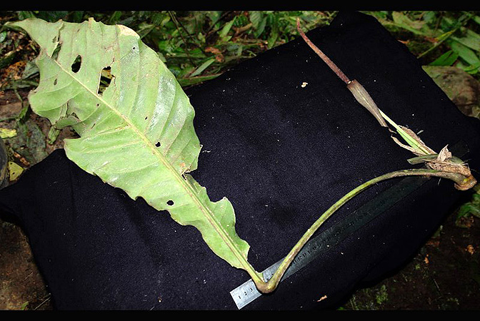 文件:AnthpurpureospathumLN 01.jpg