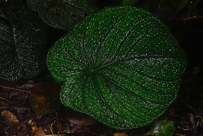 Pictured in Chocó, Colombia Image Copyright © 2020 by Frederic Muller