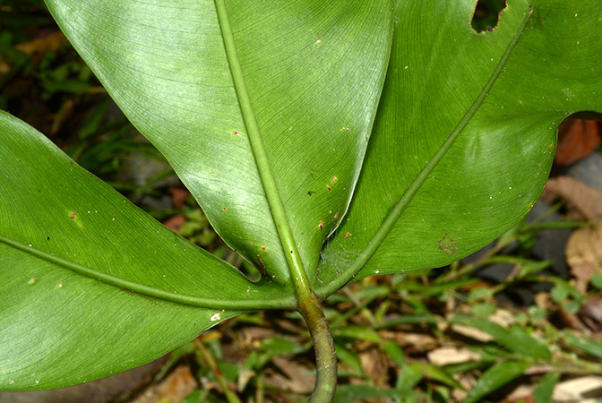Croat 105700 pictured in the Cordillera de Cutucu, Morona Santiago (Ecuador) Image Copyright © 2015 by David Scherberich