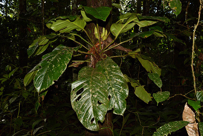 Croat 105591 pictured in Misahualli, Napo/Ecuador Image Copyright © 2015 by David Scherberich