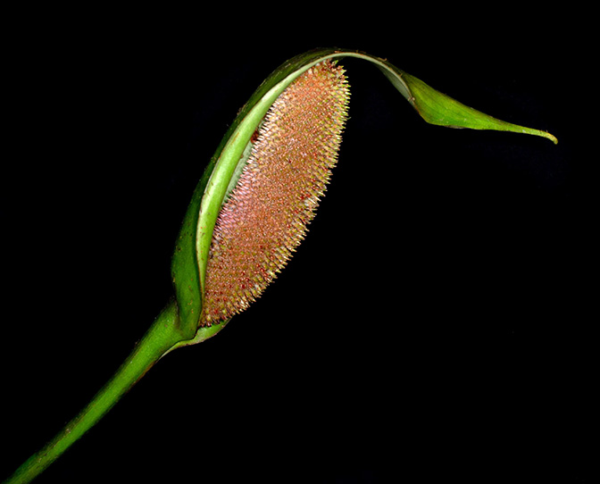 文件:AnthpatriciaroseroaeRZ 02.jpg