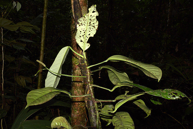 Croat 105933 pictured in Yasuni National Park (Orellana, Ecuador) Image Copyright © 2015 by David Scherberich