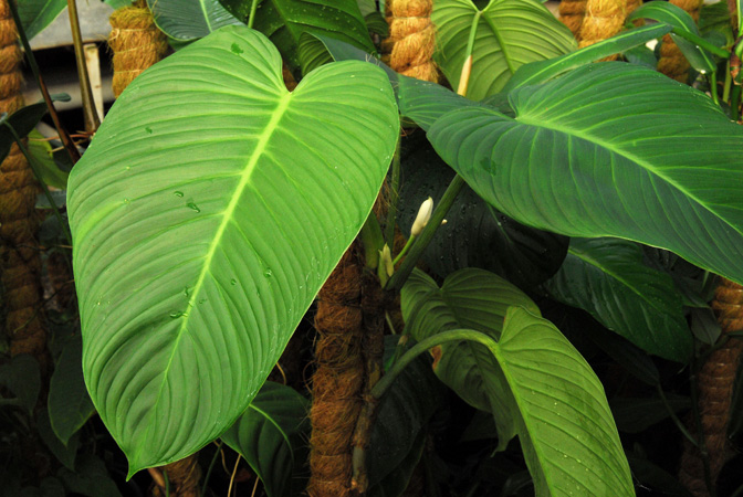 文件:Philocurvipetiolatum 01.jpg