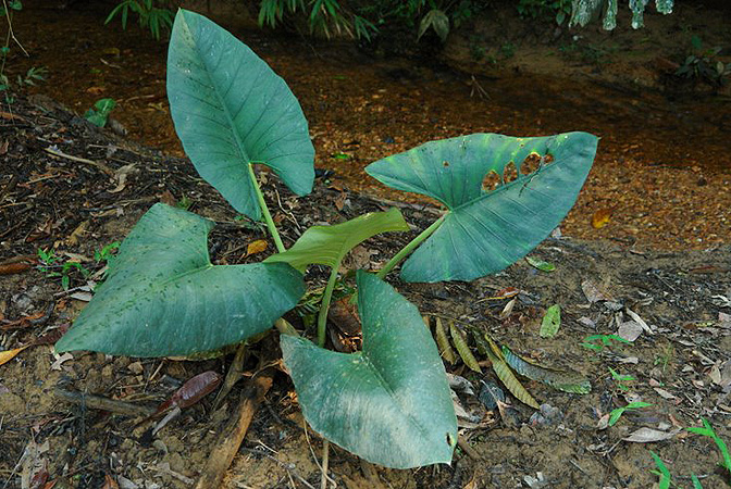 Pictured in Borneo: Sarawak Image Copyright © 2011 by Lars Nauheimer