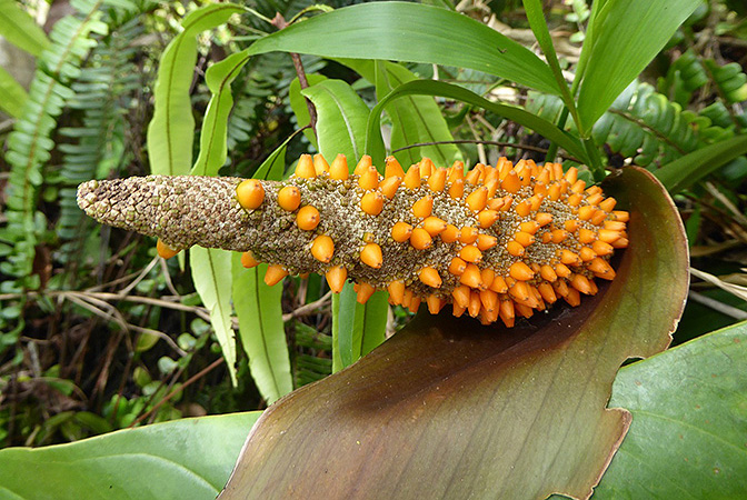 Pictured in Santa Fe, Panama Image Copyright © 2016 by Bruce Dunstan