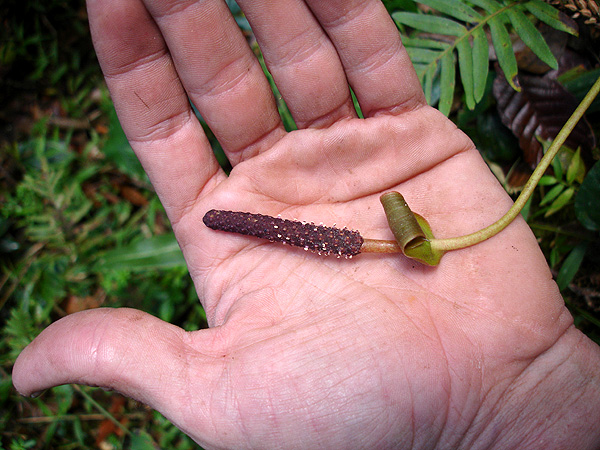 Pictured in Guatemala: Las Nubes, 2400 m. Image Copyright © 2007 by Fred Muller