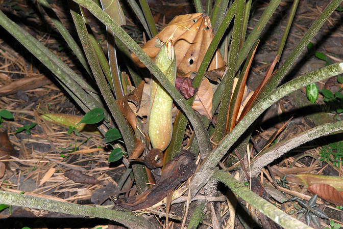 Pictured at the Jardín Botánico San Jorge (Ibagué, Colombia) Image Copyright © 2013 by David Scherberich
