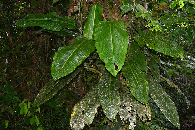 Pictured near Santa Clara (Napo, Ecuador) Image Copyright © 2015 by David Scherberich