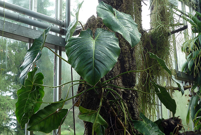 Pictured at the Jardin Botanique de Geneve (Switzerland) Image Copyright © 2010 by David Scherberich