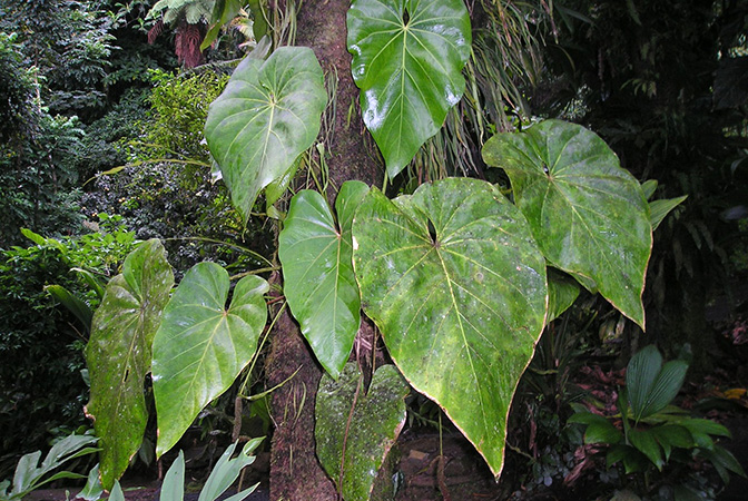Pictured in Trafalgar Falls, Dominica Image Copyright © 2015 by Bruce Dunstan