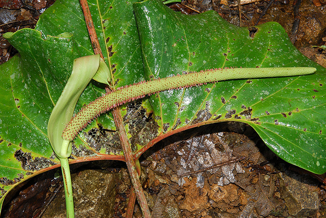 Croat 104209, pictured in Carchi, Ecuador Image Copyright © 2013 by David Scherberich